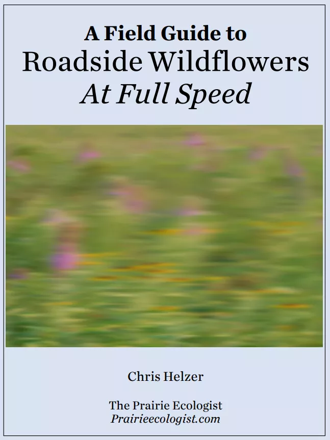 A Field Guide to Roadside Wildflowers At Full Speed